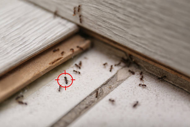 Best Affordable Pest Control Services  in Sykesville, MD
